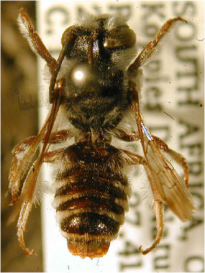  (Megachile seewaldi - MegBOL 0009)  @11 [ ] CreativeCommons - Attribution Non-Commercial Share-Alike (2011) Connal Eardley ARC-Plant Protection Research Institute