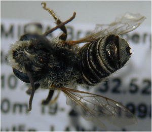  (Megachile admixta - MegBOL 0094)  @13 [ ] CreativeCommons - Attribution Non-Commercial Share-Alike (2011) Connal Eardley ARC-Plant Protection Research Institute