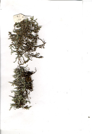 (Selaginella dregei - RBN126)  @11 [ ] No Rights Reserved  Unspecified Unspecified