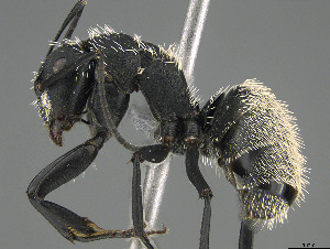 (Camponotus antsaraingy - CASENT0371050-D01)  @11 [ ] CreativeCommons  Attribution Non-Commercial Share-Alike (2023) Michele Esposito California Academy of Sciences
