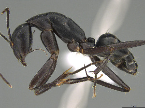  (Camponotus joany - CASENT0408909-D01)  @11 [ ] CreativeCommons  Attribution Non-Commercial Share-Alike (2023) Michele Esposito California Academy of Sciences