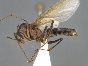  ( - CASENT0409696-D01)  @11 [ ] CreativeCommons  Attribution Non-Commercial Share-Alike (2023) Michele Esposito California Academy of Sciences