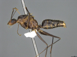  (Camponotus MG m06 - CASENT0409724-D01)  @11 [ ] CreativeCommons  Attribution Non-Commercial Share-Alike (2023) Michele Esposito California Academy of Sciences