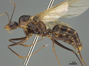  (Camponotus MG m03 - CASENT0414238-D01)  @11 [ ] CreativeCommons  Attribution Non-Commercial Share-Alike (2023) Michele Esposito California Academy of Sciences