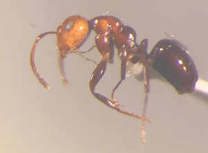  (Camponotus MG129 - CASENT0425368-D01)  @11 [ ] CreativeCommons  Attribution Non-Commercial Share-Alike (2023) CAS California Academy of Sciences