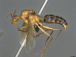  (Camponotus MG m07 - CASENT0492447-D01)  @11 [ ] CreativeCommons  Attribution Non-Commercial Share-Alike (2023) Michele Esposito California Academy of Sciences