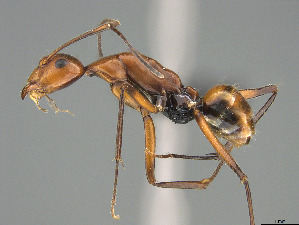  (Camponotus harenarum - CASENT0499466-D01)  @11 [ ] CreativeCommons  Attribution Non-Commercial Share-Alike (2023) Michele Esposito California Academy of Sciences