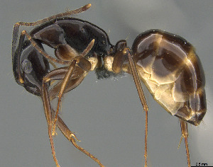  (Camponotus tanosy - CASENT0803907-D01)  @11 [ ] CreativeCommons  Attribution Non-Commercial Share-Alike (2023) Michele Esposito California Academy of Sciences