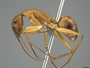  (Camponotus niavo - CASENT0872456-D01)  @11 [ ] CreativeCommons  Attribution Non-Commercial Share-Alike (2023) Michele Esposito California Academy of Sciences