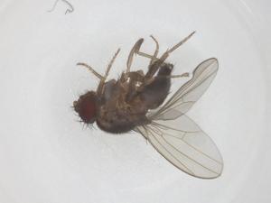  ( - CBG-B02591-A02)  @11 [ ] CreativeCommons - Attribution Share - Alike (2025) Centre for Biodiversity Genomics Centre for Biodiversity Genomics