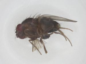  ( - CBG-B02591-A09)  @11 [ ] CreativeCommons - Attribution Share - Alike (2025) Centre for Biodiversity Genomics Centre for Biodiversity Genomics