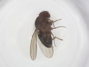  ( - CBG-B02591-B01)  @11 [ ] CreativeCommons - Attribution Share - Alike (2025) Centre for Biodiversity Genomics Centre for Biodiversity Genomics