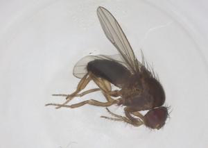  ( - CBG-B02591-B04)  @11 [ ] CreativeCommons - Attribution Share - Alike (2025) Centre for Biodiversity Genomics Centre for Biodiversity Genomics