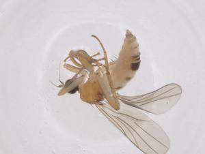  ( - CBG-B02592-B09)  @11 [ ] CreativeCommons - Attribution Share - Alike (2025) Centre for Biodiversity Genomics Centre for Biodiversity Genomics