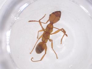  (Pheidole punctulata - CBG-B23660-G02)  @11 [ ] CreativeCommons - Attribution Share - Alike (2025) Centre for Biodiversity Genomics Centre for Biodiversity Genomics