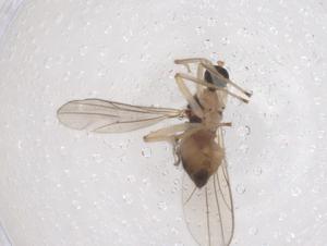  ( - CBG-B23663-D02)  @11 [ ] CreativeCommons - Attribution Share - Alike (2025) Centre for Biodiversity Genomics Centre for Biodiversity Genomics