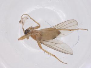  ( - CBG-B23664-F11)  @11 [ ] CreativeCommons - Attribution Share - Alike (2025) Centre for Biodiversity Genomics Centre for Biodiversity Genomics