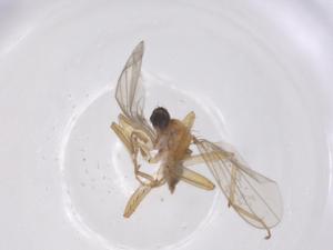  ( - CBG-B23664-G10)  @11 [ ] CreativeCommons - Attribution Share - Alike (2025) Centre for Biodiversity Genomics Centre for Biodiversity Genomics