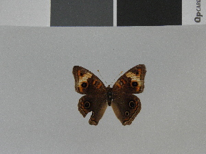  (Junonia zonalis swifti - LCB0029)  @11 [ ] Copyright (2011) Christian Brevignon Research collection of L. and C. Brevignon