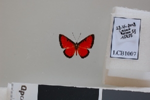  ( - LCB1007)  @11 [ ] CC-By (2023) Christian Brévignon Research collection of Christian Brévignon