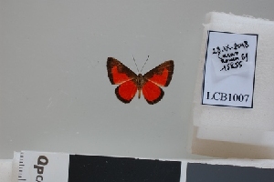  ( - LCB1007)  @11 [ ] CC-By (2023) Christian Brévignon Research collection of Christian Brévignon