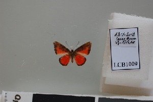  ( - LCB1009)  @11 [ ] CC-By (2023) Christian Brévignon Research collection of Christian Brévignon