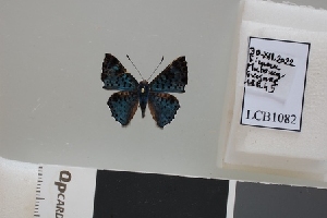  ( - LCB1082)  @11 [ ] CC-By (2023) Christian Brévignon Research collection of Christian Brévignon