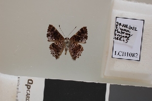  ( - LCB1082)  @11 [ ] CC-By (2023) Christian Brévignon Research collection of Christian Brévignon