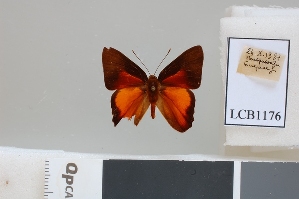  (Marmessus euphaes - LCB1176)  @11 [ ] CC-By (2023) Christian Brévignon Research collection of Christian Brévignon