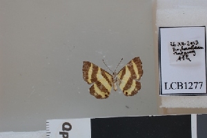  (Baeotis capreolus robini - LCB1277)  @11 [ ] CC-By (2023) Christian Brévignon Research collection of Christian Brévignon