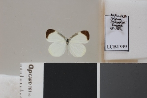 ( - LCB1339)  @11 [ ] CC-By (2025) Christian Brévignon Research collection of Christian Brévignon
