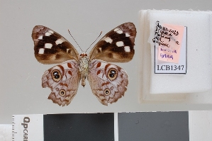  ( - LCB1347)  @11 [ ] CC-By (2025) Christian Br&eacute;vignon Research collection of Christian Br&eacute;vignon