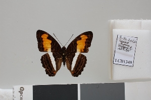  (Adelpha plesaure symona - LCB1349)  @11 [ ] CC-By (2025) Christian Br&eacute;vignon Research collection of Christian Br&eacute;vignon