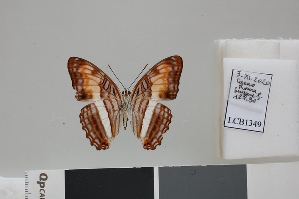  ( - LCB1349)  @11 [ ] CC-By (2025) Christian Br&eacute;vignon Research collection of Christian Br&eacute;vignon