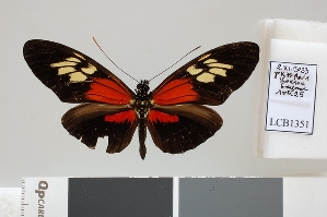  (Heliconius lalitae - LCB1351)  @11 [ ] CC-By (2025) Christian Br&eacute;vignon Research collection of Christian Br&eacute;vignon