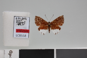  ( - LCB558)  @11 [ ] CC-by (2024) Christian Brévignon Research Collection of L. and C. Brevignon