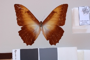  (Morpho telemachus telemachus - LCB835)  @11 [ ] CC-By (2023) Christian Brévignon Research collection of Christian Brévignon