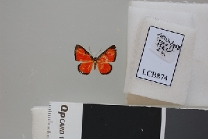  ( - LCB874)  @11 [ ] CC-By (2023) Christian Brévignon Research collection of Christian Brévignon