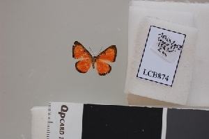  ( - LCB874)  @11 [ ] CC-By (2023) Christian Brévignon Research collection of Christian Brévignon