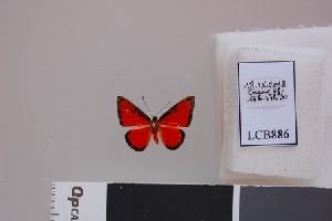  ( - LCB886)  @11 [ ] CC-By (2023) Christian Brévignon Research collection of Christian Brévignon