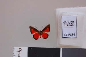  ( - LCB886)  @11 [ ] CC-By (2023) Christian Brévignon Research collection of Christian Brévignon