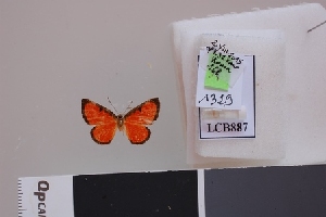  ( - LCB887)  @11 [ ] CC-By (2023) Christian Brévignon Research collection of Christian Brévignon