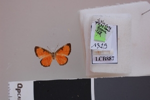  ( - LCB887)  @11 [ ] CC-By (2023) Christian Brévignon Research collection of Christian Brévignon