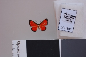  ( - LCB888)  @11 [ ] CC-By (2023) Christian Brévignon Research collection of Christian Brévignon