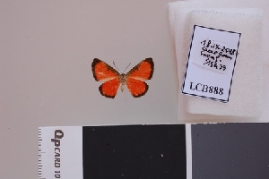  ( - LCB888)  @11 [ ] CC-By (2023) Christian Brévignon Research collection of Christian Brévignon