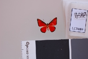  ( - LCB889)  @11 [ ] CC-By (2023) Christian Brévignon Research collection of Christian Brévignon