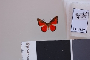  ( - LCB889)  @11 [ ] CC-By (2023) Christian Brévignon Research collection of Christian Brévignon