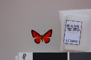  ( - LCB890)  @11 [ ] CC-By (2023) Christian Brévignon Research collection of Christian Brévignon