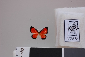  ( - LCB896)  @11 [ ] CC-By (2023) Christian Brévignon Research collection of Christian Brévignon