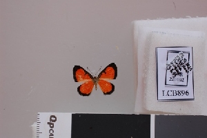  ( - LCB896)  @11 [ ] CC-By (2023) Christian Brévignon Research collection of Christian Brévignon